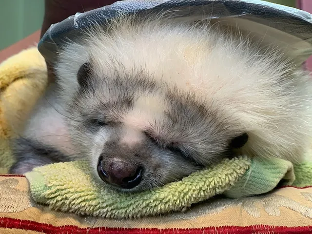 Animal Hospital at Baldwin Park