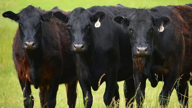 Bohannon Farms The Meat Place LLC.