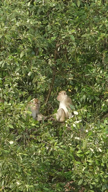 亚庇红树林萤火虫