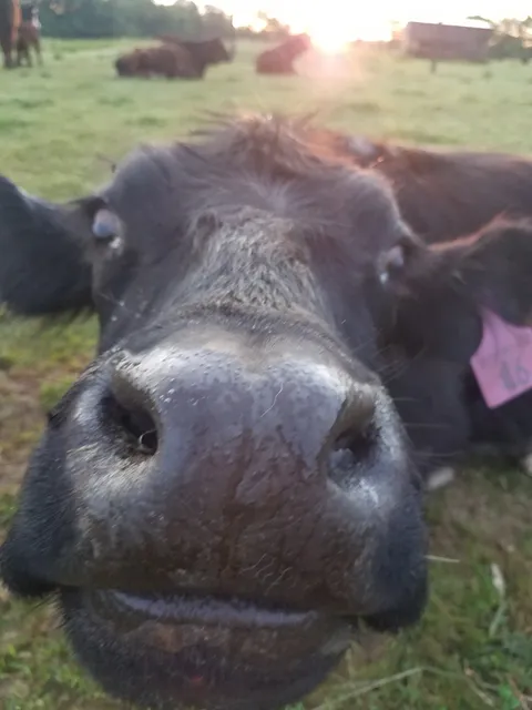 Little Big Farm Meats