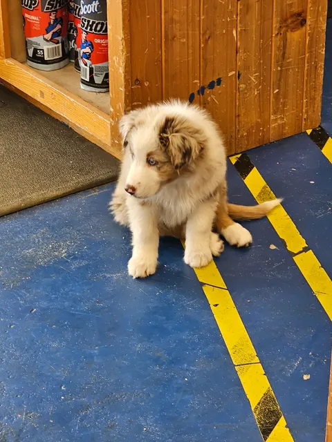 NAPA Auto Parts - Buxton Auto & Marine Inc