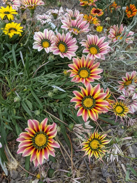 The Tracks at Brea Park