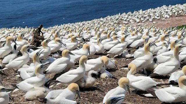Northern Gannet Colonies on Bonaventure Island
