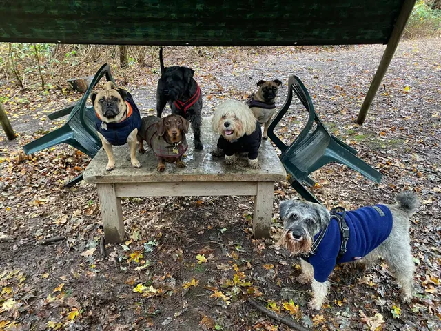 Humphrey's Happy Hounds Enclosed Dog Field Hire in Harold Wood