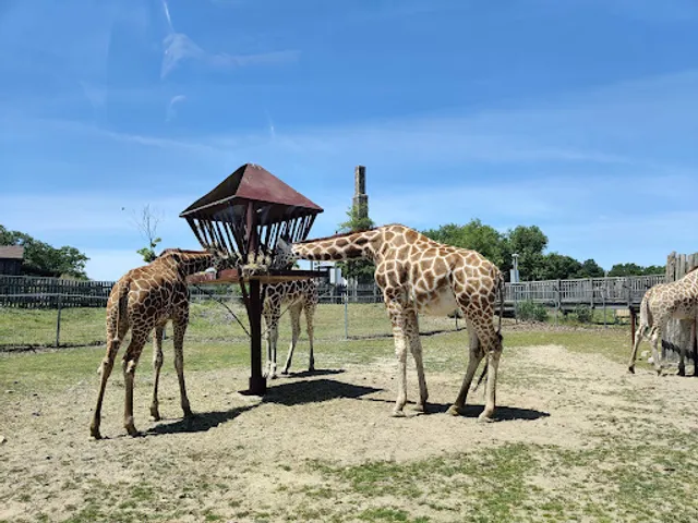 Six Flags Wild Safari