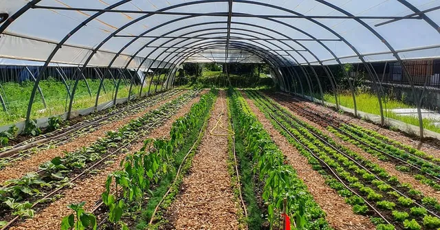 Ferme maraichère "Ceux Qui Sèment"