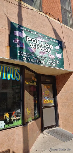 Pollos Vivos