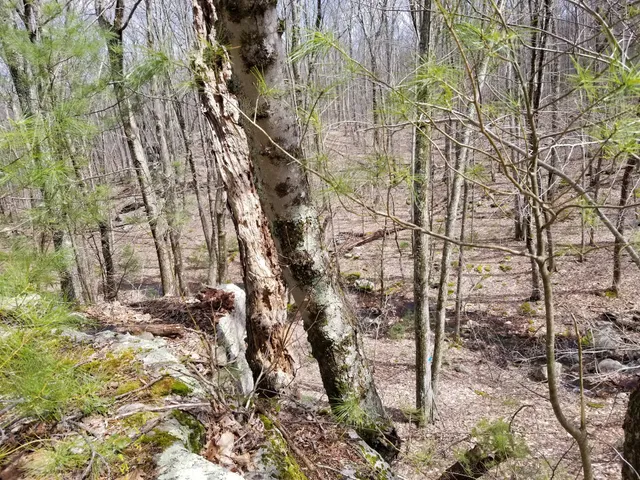 Douglas State Forest