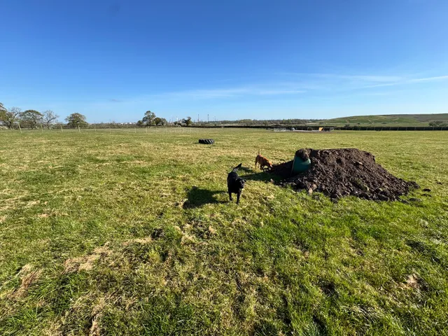 Picton Chester dog park