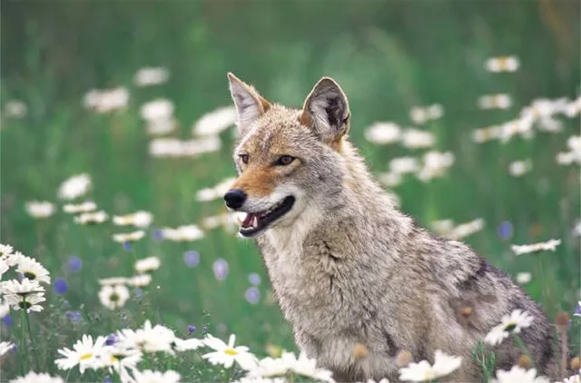 Humane Wildlife Control Solutions