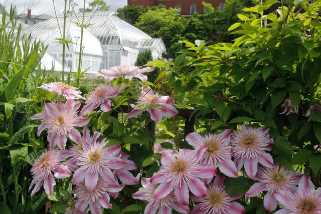 Lyman Plant House and Conservatory