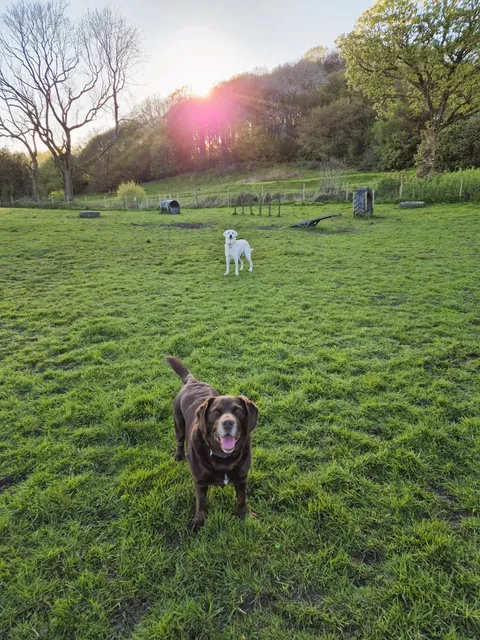 The Dogs Paddocks Romiley