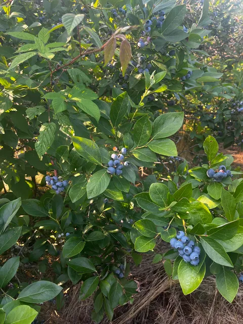 Hillview Blueberry Farm
