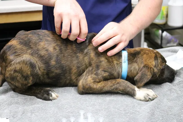 Healthy Pet Clinic at the Humane Society of Northeast Georgia