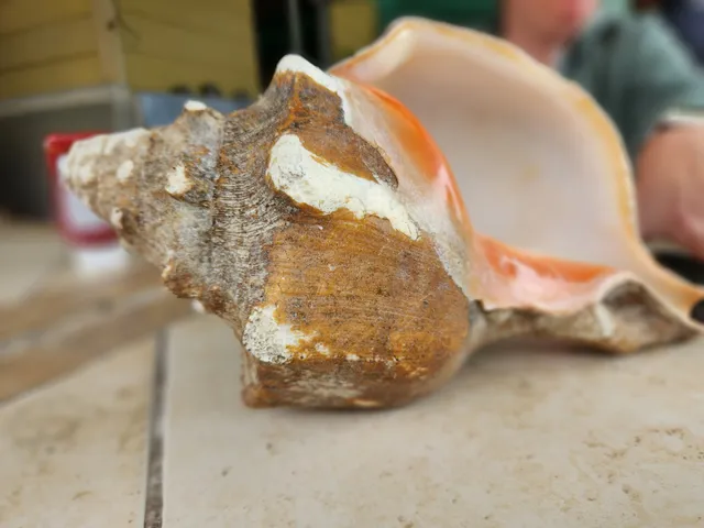 Bojangles Seafood Haven