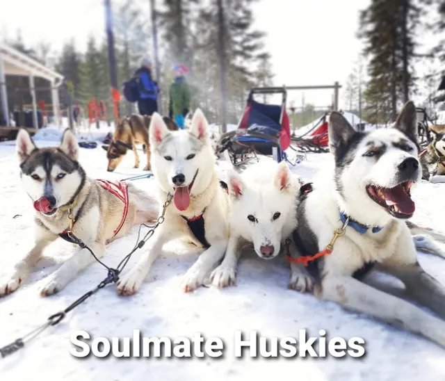 SoulMate Huskies