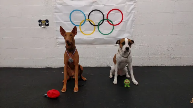 Upper Suncoast Dog Training Club