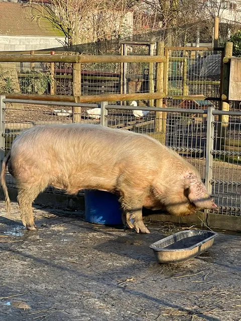 The educational farm Marcel Dhénin