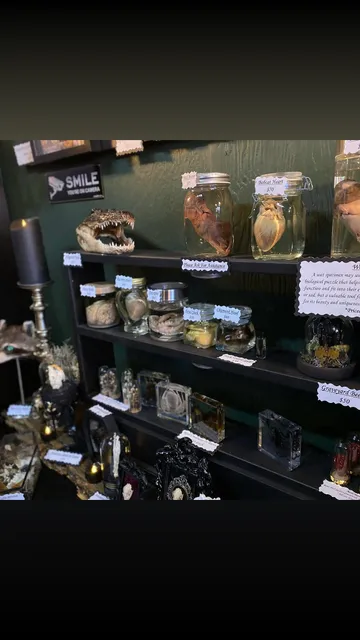 Morbid Mementos Oddities and Occult