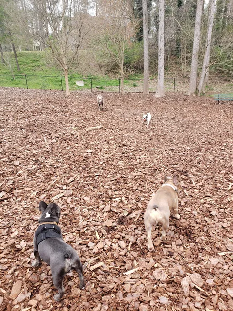 Mason Mill Dog Park
