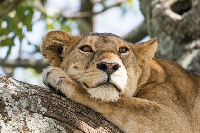 ASTRO SAFARIS: Luxury African Safaris, Romantic Getaways & Photographic Journeys