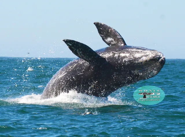 Whale Research EcoExcursions, LLC