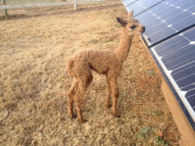 Good Karma Ranch Alpacas
