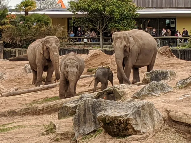 Cedar House - Chester Zoo