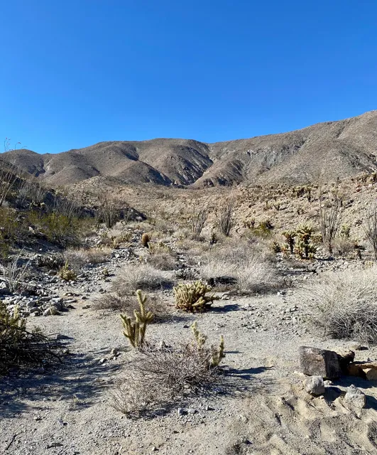 Cactus Loop Trail