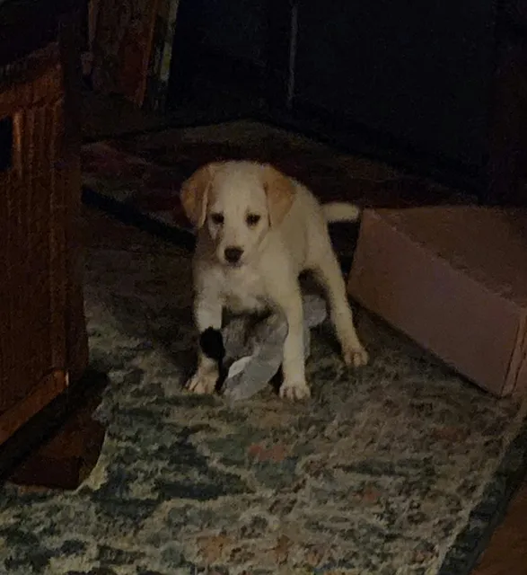 Knox-Whitley Animal Shelter