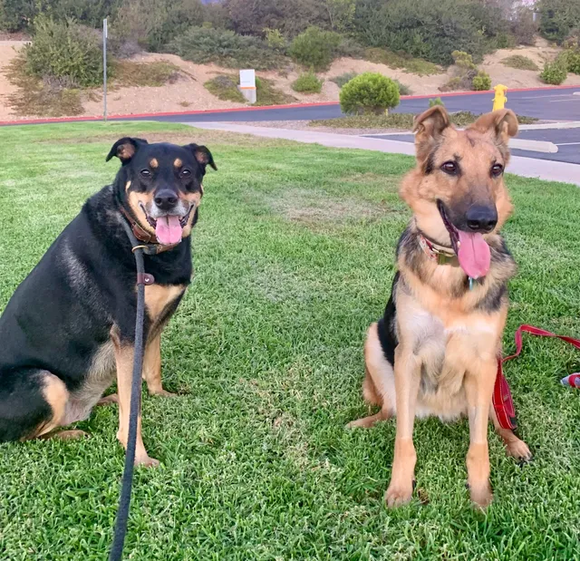 Governor Animal Clinic