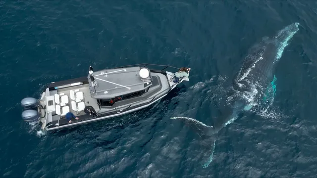 Oceanic Expeditions Whale Watch