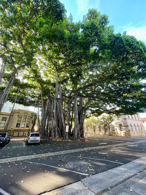 Historic Banyan Tree