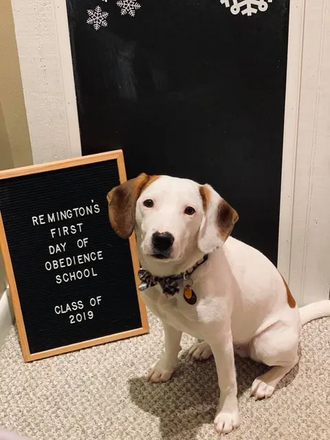 Dynamic Dog Training Services LLC