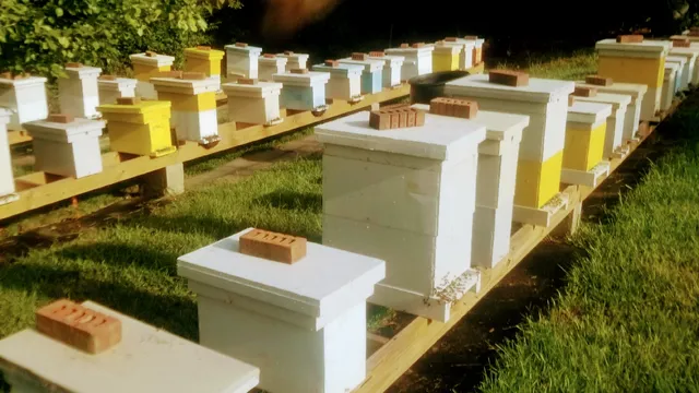 Bees and Queens Farm