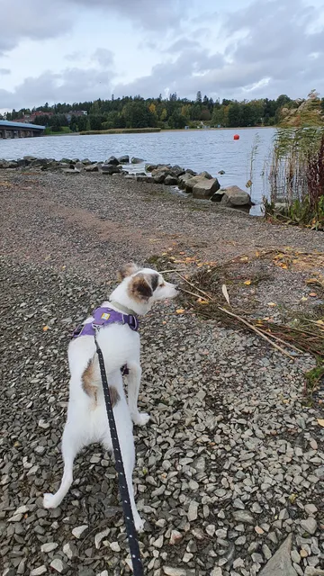 Koiraparkki Herttoniemi Koirapäiväkoti ja koirahotelli