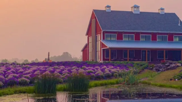 Lavender Life Company