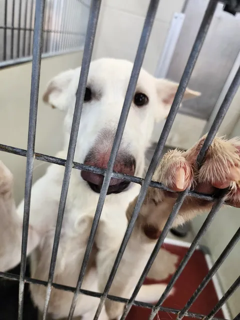 Joplin Humane Society