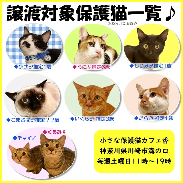 小さな保護猫カフェ 香