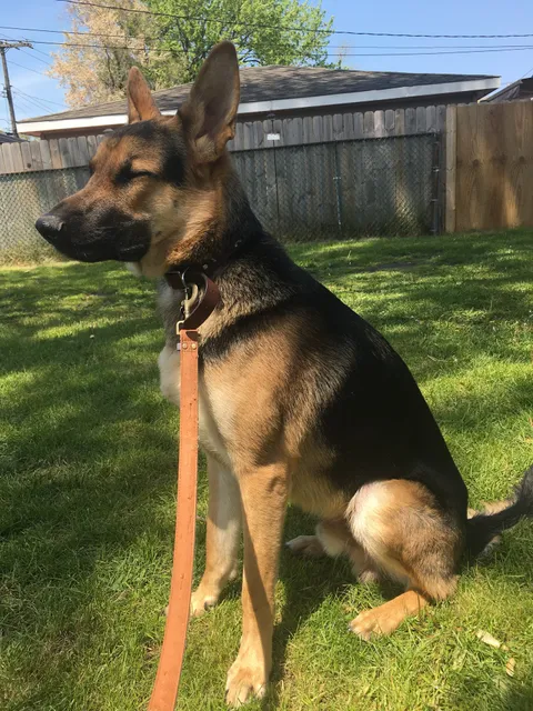 Loubelle's Kennel-Pet Boarding, Daycare, Grooming, and Training