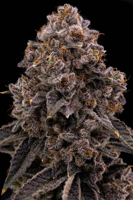 Khlong Sam Subdistrict Administrative Organization