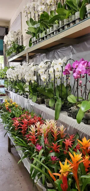 Lee's Orchids