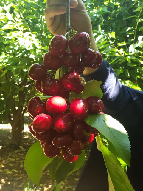 Berry Best Family Farm