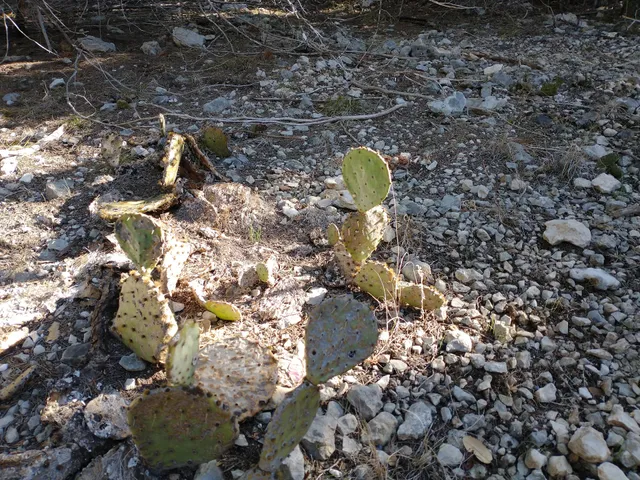 Mtb trails 1/4 Notch & Double Down trailhead