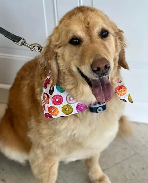 Country Doggie Spa & Grooming