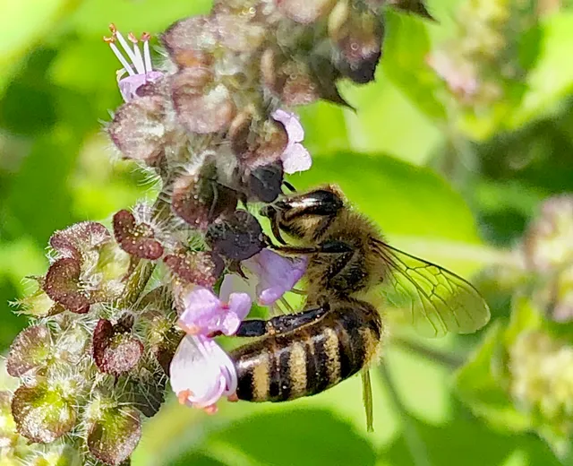 Just Roots/Greenfield Community Farm