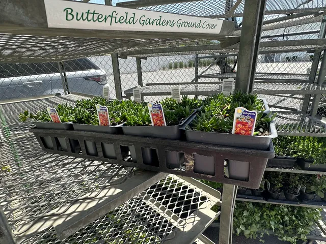 Butterfield Gardens Ground Cover