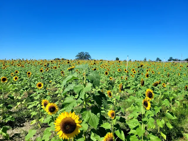 Amber Brooke Farms Williston