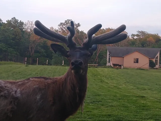 Granny Creek Elk Ranch