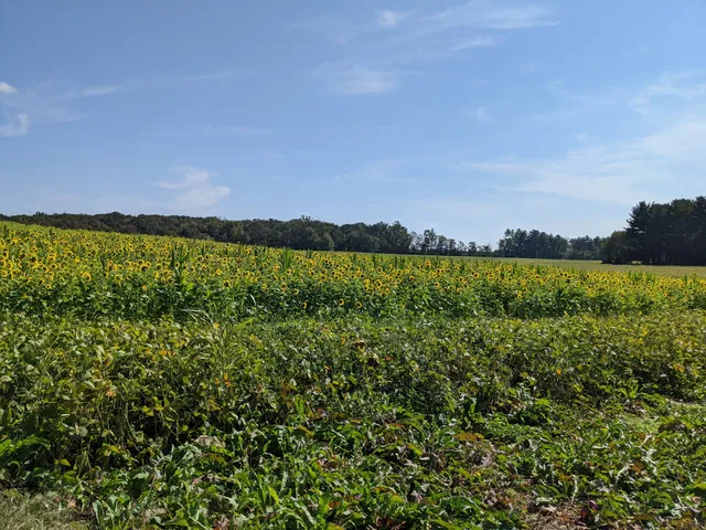 Temple Hall Farm Pumpkin Patch & Sunflower Fields